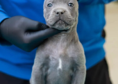 Blue cane corso yavrular